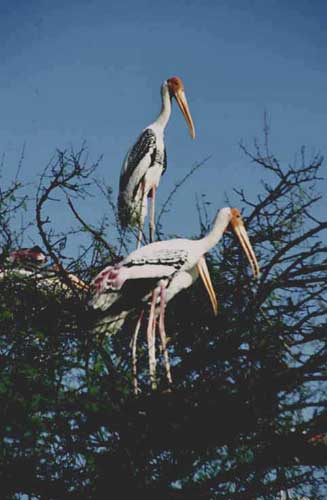painted storks bharatpur-AsiaPhotoStock