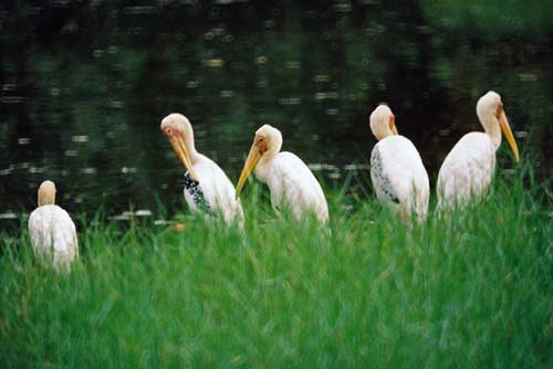storks painted-AsiaPhotoStock