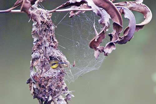 sunbird in nest-AsiaPhotoStock