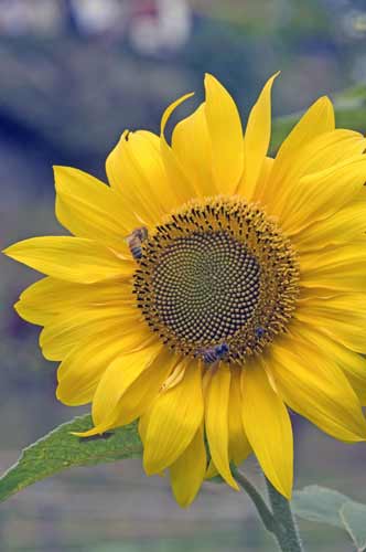 sun flower image-AsiaPhotoStock