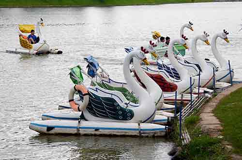 swan boats-AsiaPhotoStock