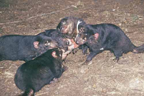 tasmanian devils feeding-AsiaPhotoStock