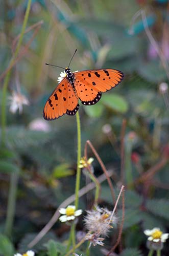 tawny coster-AsiaPhotoStock