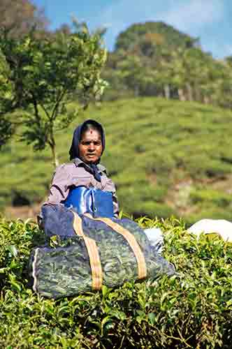 tea lady kerala-AsiaPhotoStock