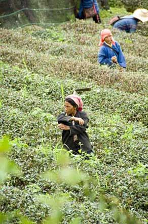 tea plantation worker-AsiaPhotoStock