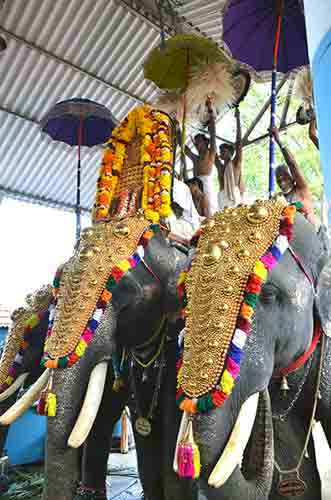 temple elephants-AsiaPhotoStock