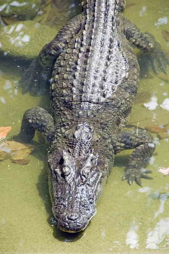 thai crocodile-AsiaPhotoStock