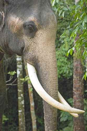 thai elephant na muang-AsiaPhotoStock