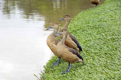 three whistler ducks-AsiaPhotoStock