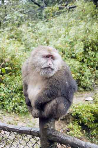 tibetan macaque monkey-AsiaPhotoStock