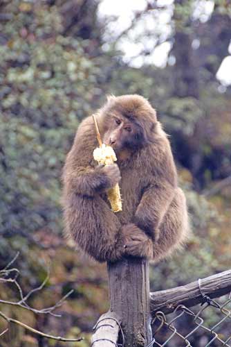 tibetan macaque corn-AsiaPhotoStock