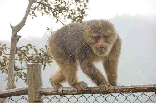 tibetan macaque climbing-AsiaPhotoStock