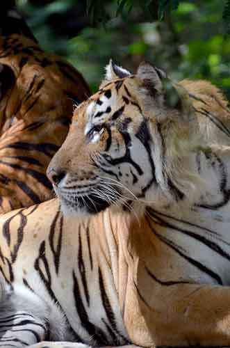 tiger bengal-AsiaPhotoStock