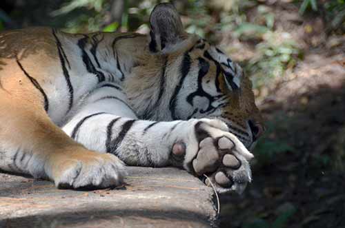 tiger foot-AsiaPhotoStock