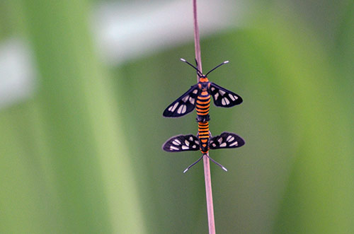 tiger moth mating-AsiaPhotoStock