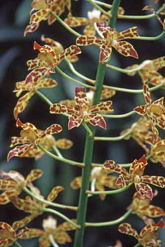tiger_orchid-AsiaPhotoStock