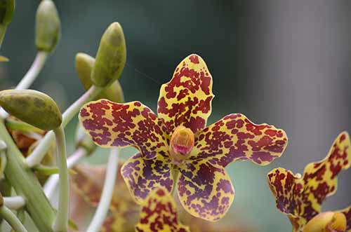 tiger orchid-AsiaPhotoStock