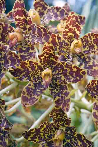 orchids tiger-AsiaPhotoStock