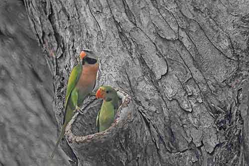 parakeets together-AsiaPhotoStock