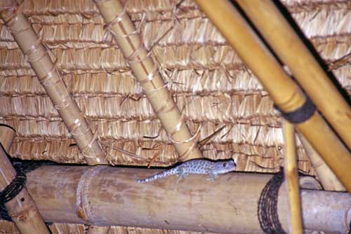tokay gecko-AsiaPhotoStock