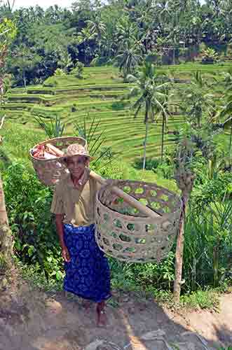trader rice terraces-AsiaPhotoStock