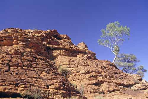 tree and rock-AsiaPhotoStock