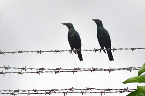 two starlings-AsiaPhotoStock