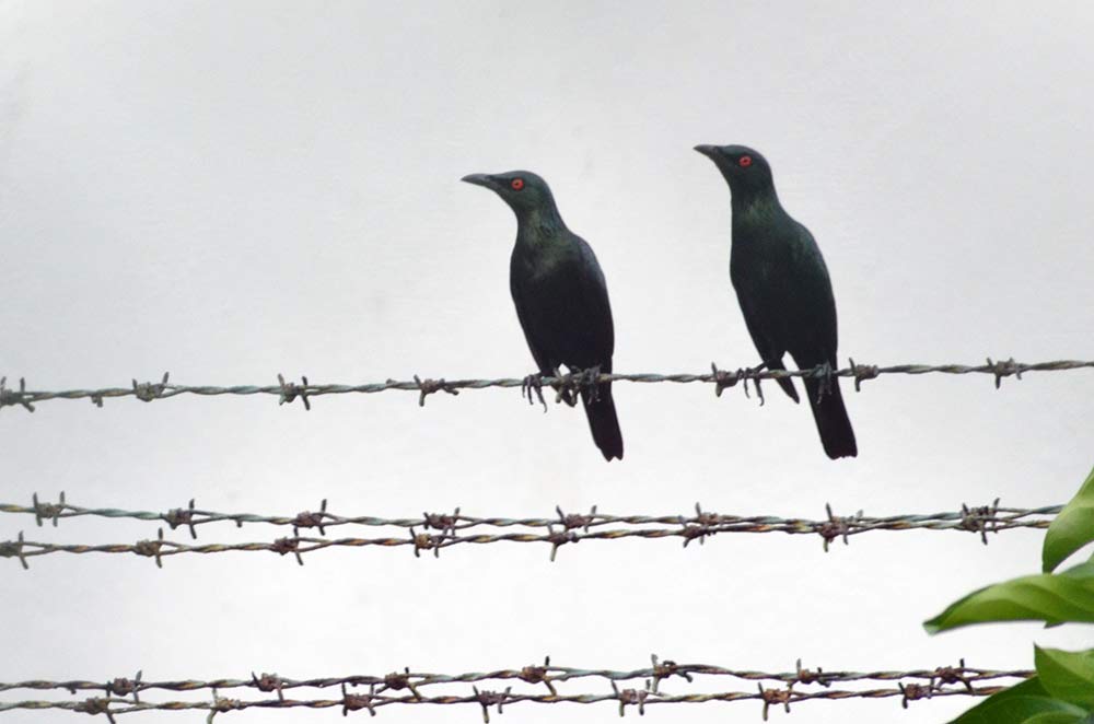 two starlings-AsiaPhotoStock