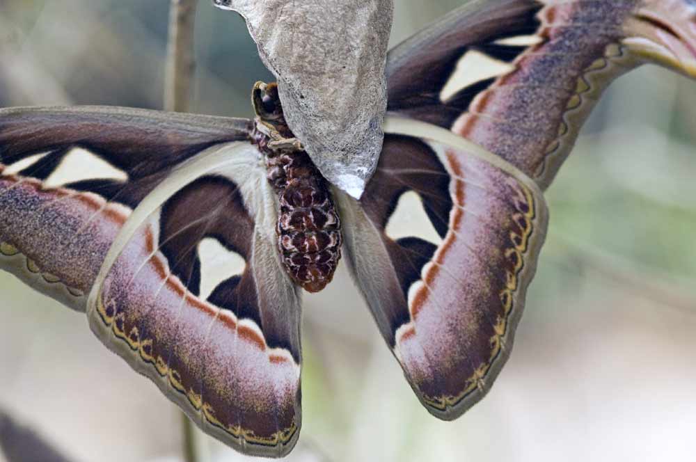 atlas moth underside-AsiaPhotoStock