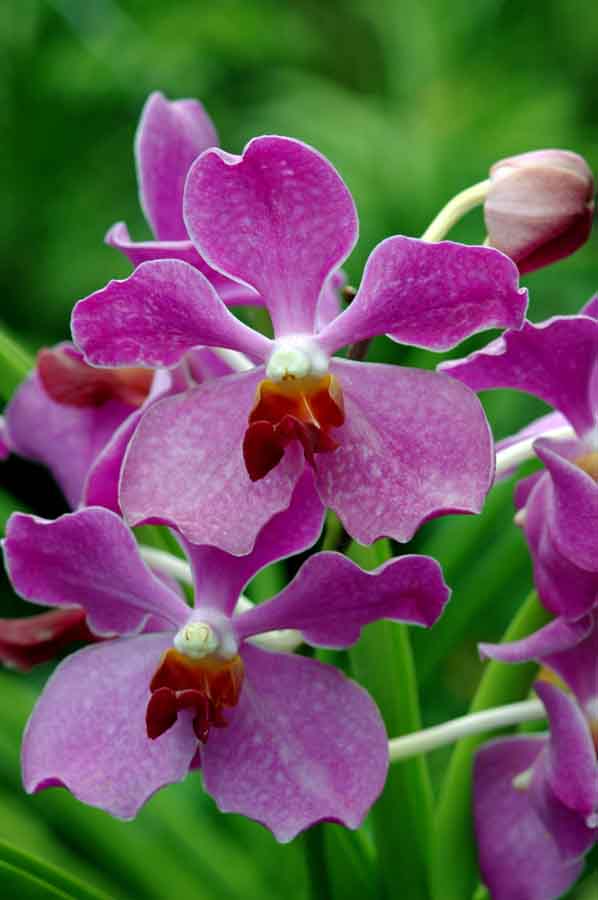 vanda bellasan orchid-AsiaPhotoStock