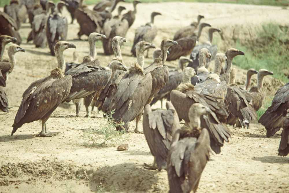 indian vultures delhi-AsiaPhotoStock