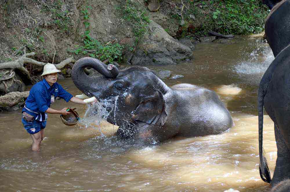 washing elephants-AsiaPhotoStock
