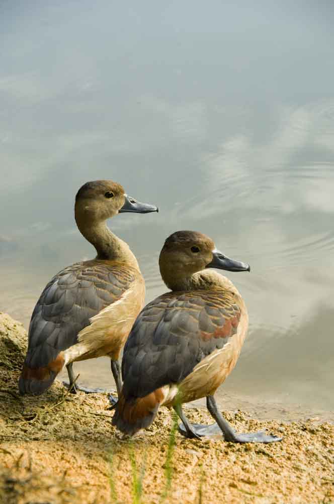 two whistling ducks-AsiaPhotoStock
