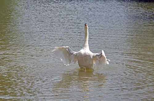 white swan-AsiaPhotoStock