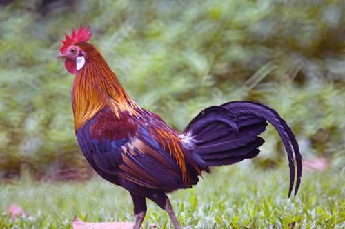 red jungle fowl-AsiaPhotoStock