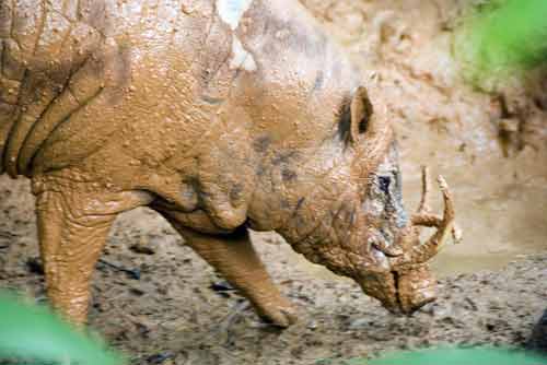 wild boar in mud-AsiaPhotoStock