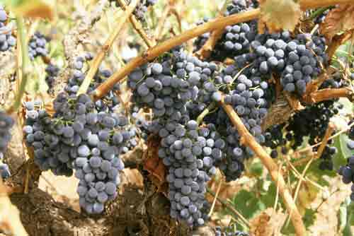 wine grapes-AsiaPhotoStock