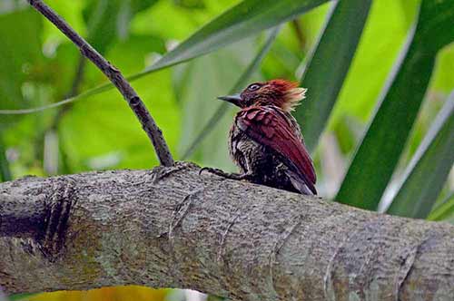 woodpecker banded-AsiaPhotoStock