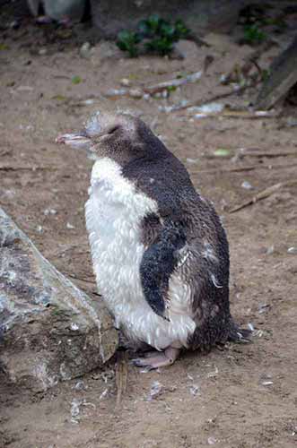 young penguin-AsiaPhotoStock