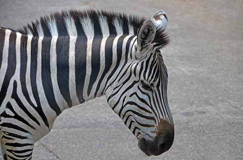 zebra safari-AsiaPhotoStock